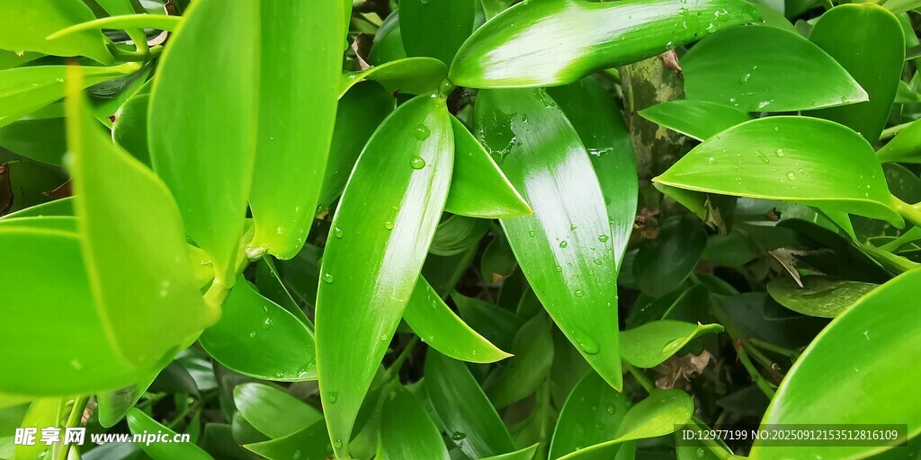 翠綠葉片的生機(jī)瞬間