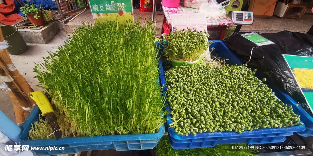 豆芽菜 新鮮水培蔬菜待售
