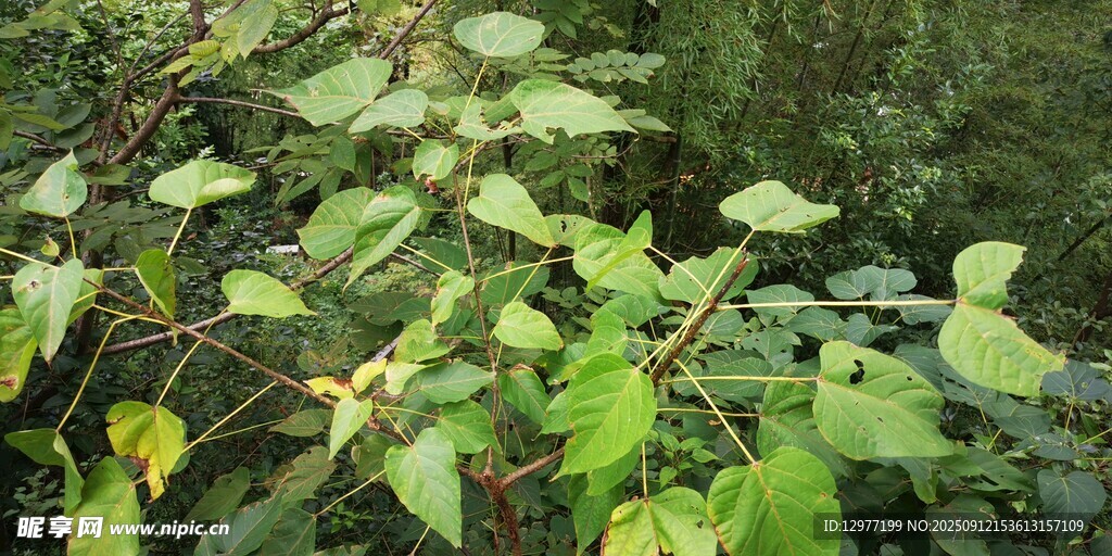 綠葉植物的自然景致