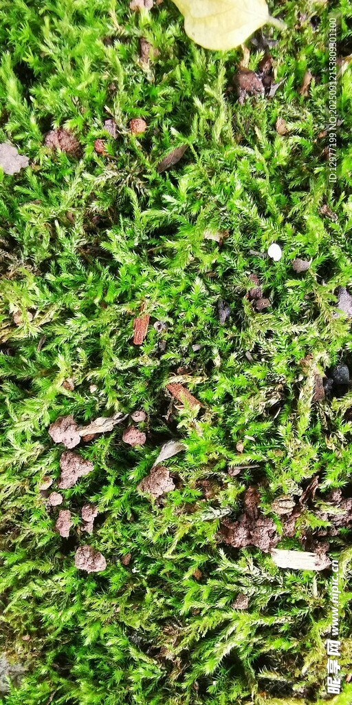翠綠草叢中的多彩小花