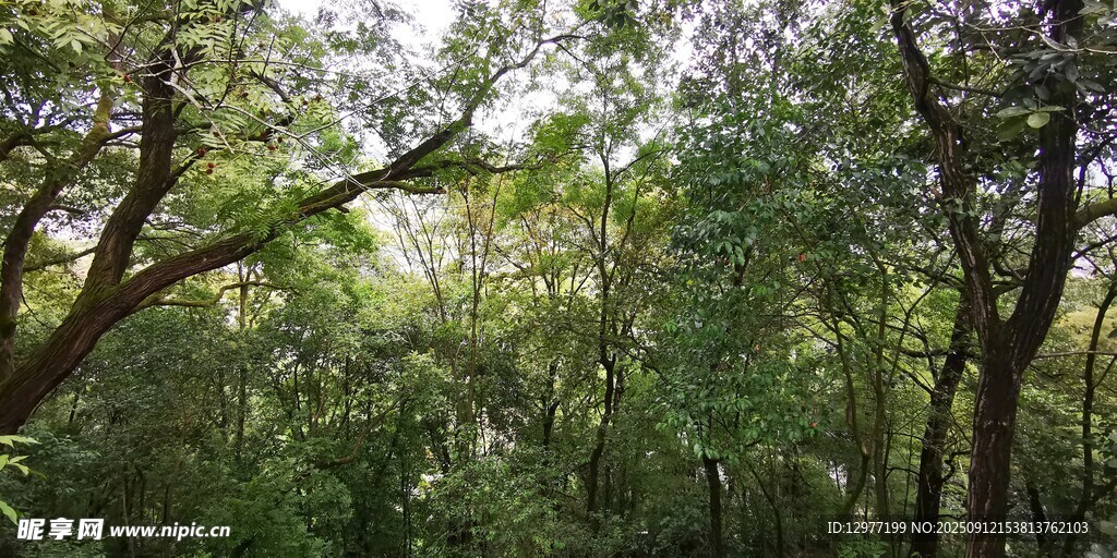 茂密森林綠意盎然