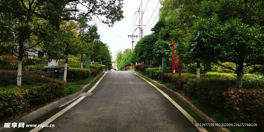 林蔭小道 綠意盎然的風(fēng)景