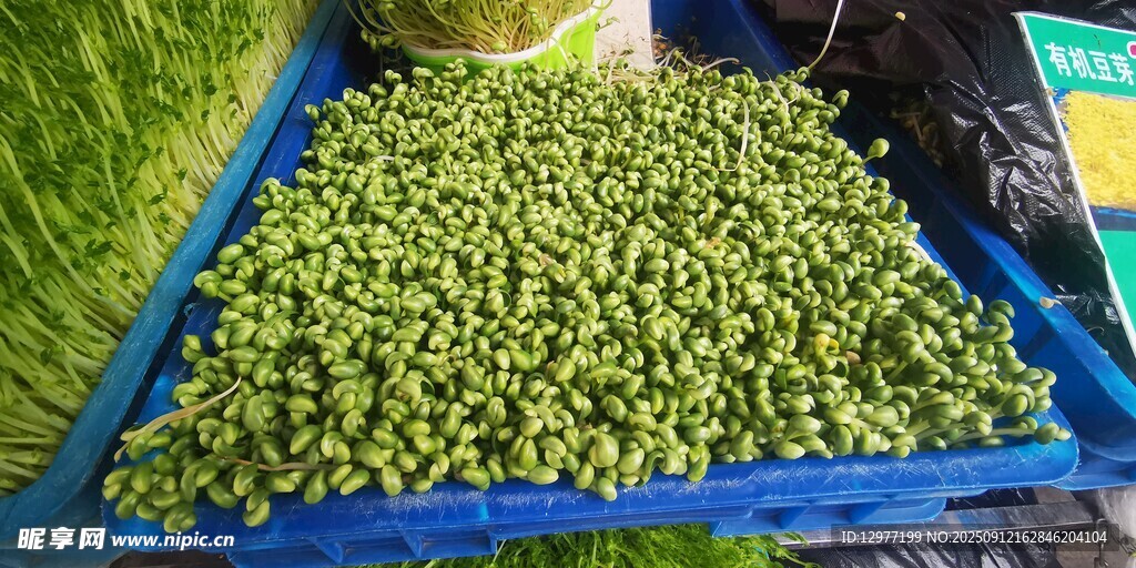 新鮮青豆待售