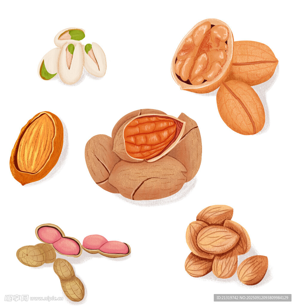 堅(jiān)果插畫(huà)素材