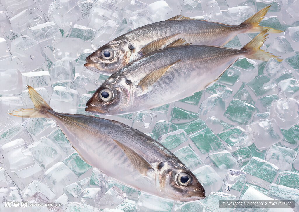 海鮮 水產(chǎn) 海魚(yú)
