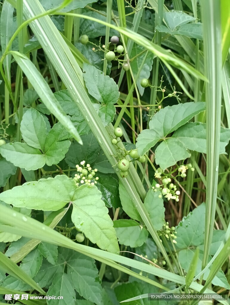 野外繁茂的綠色植物