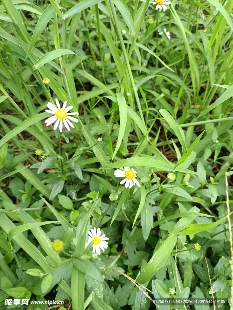 草叢中的小雛菊