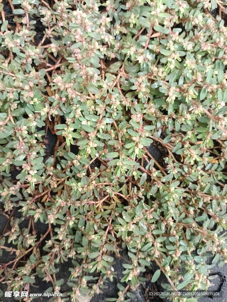 地面上的雜亂植物