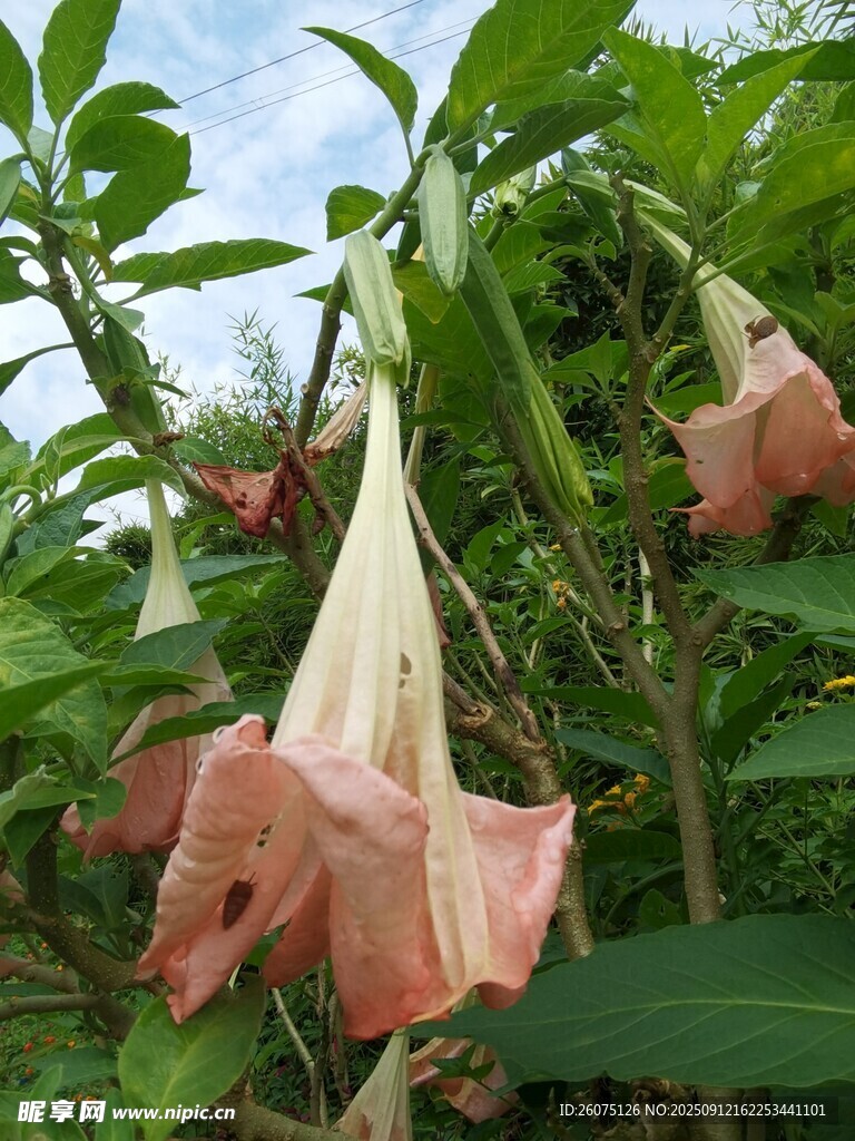 粉色曼陀羅花綻放于綠葉間