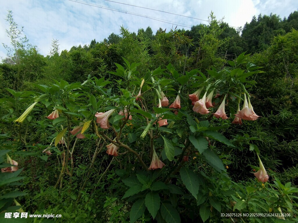 野外綻放的曼陀羅花
