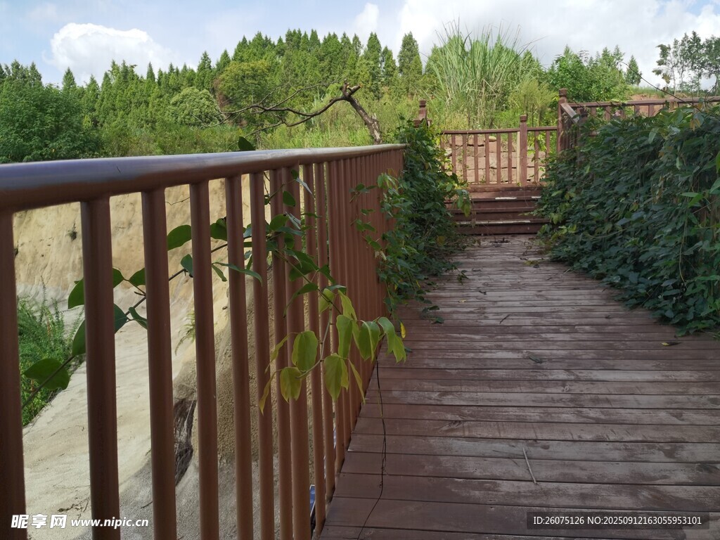 木質(zhì)棧道旁綠植環(huán)繞景致