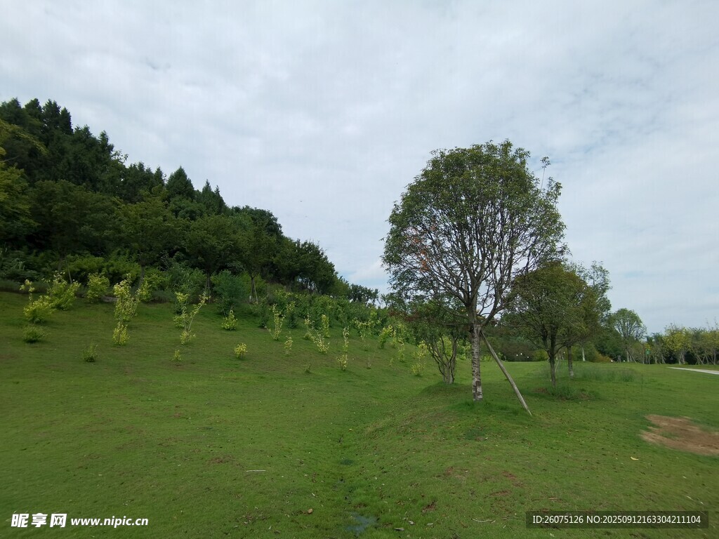 綠意盎然的開闊草地景觀