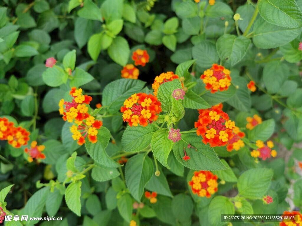 橙紅小花綻放綠葉間