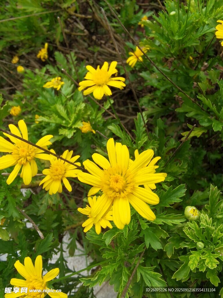黃色小花綻放于綠葉間