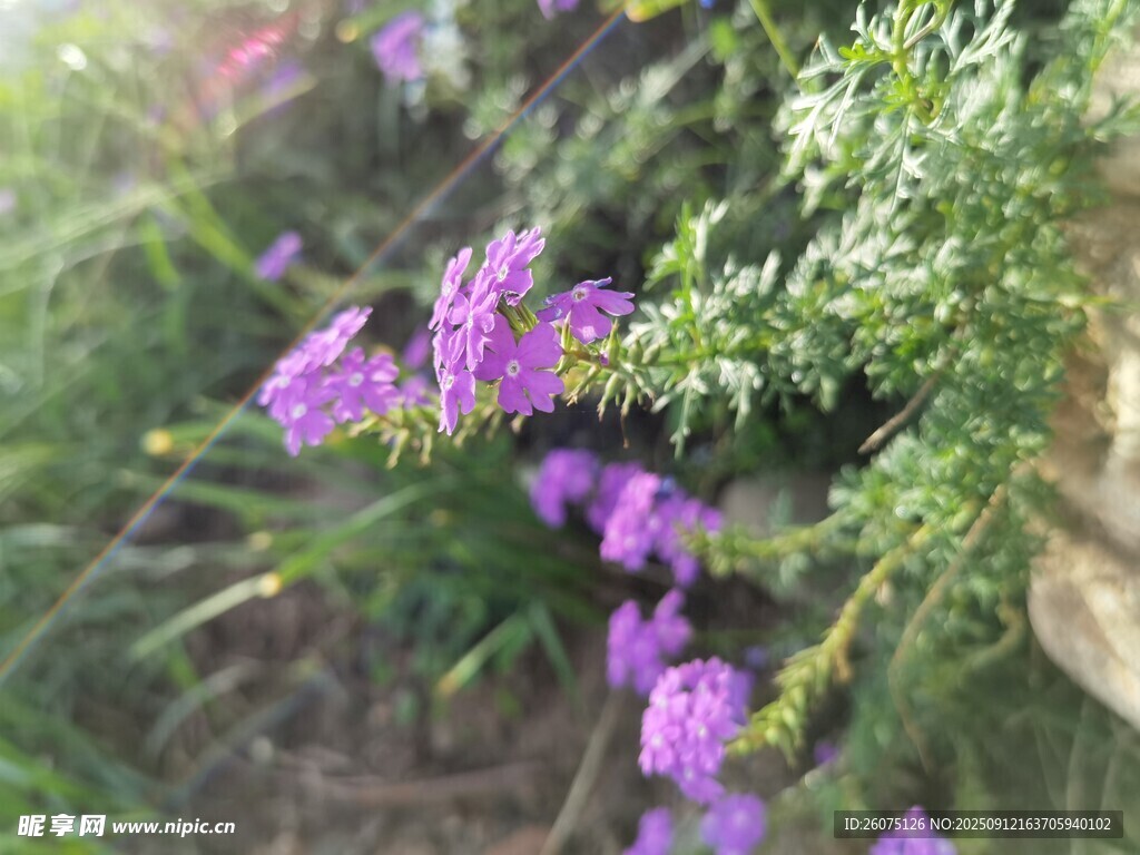 紫色小花綻放于綠植間