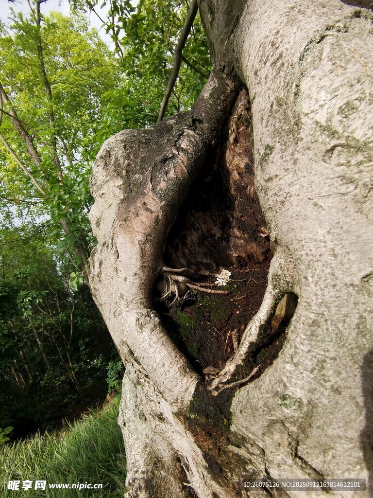 樹洞奇觀自然造就獨(dú)特景象