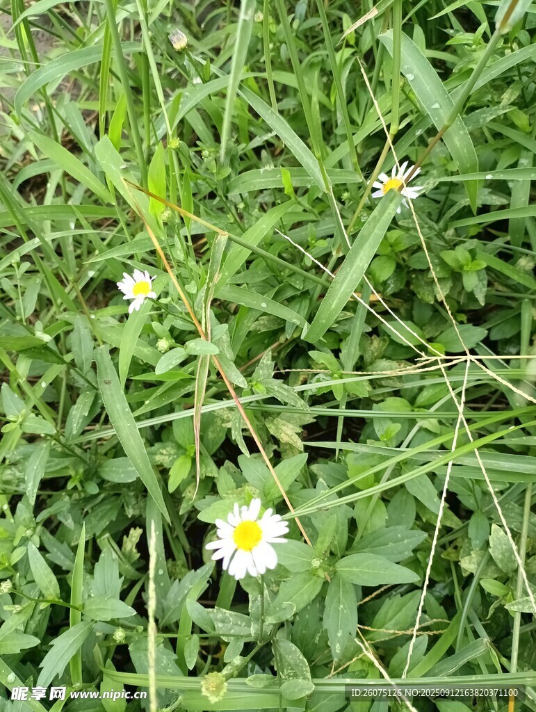 草叢中的白色小花