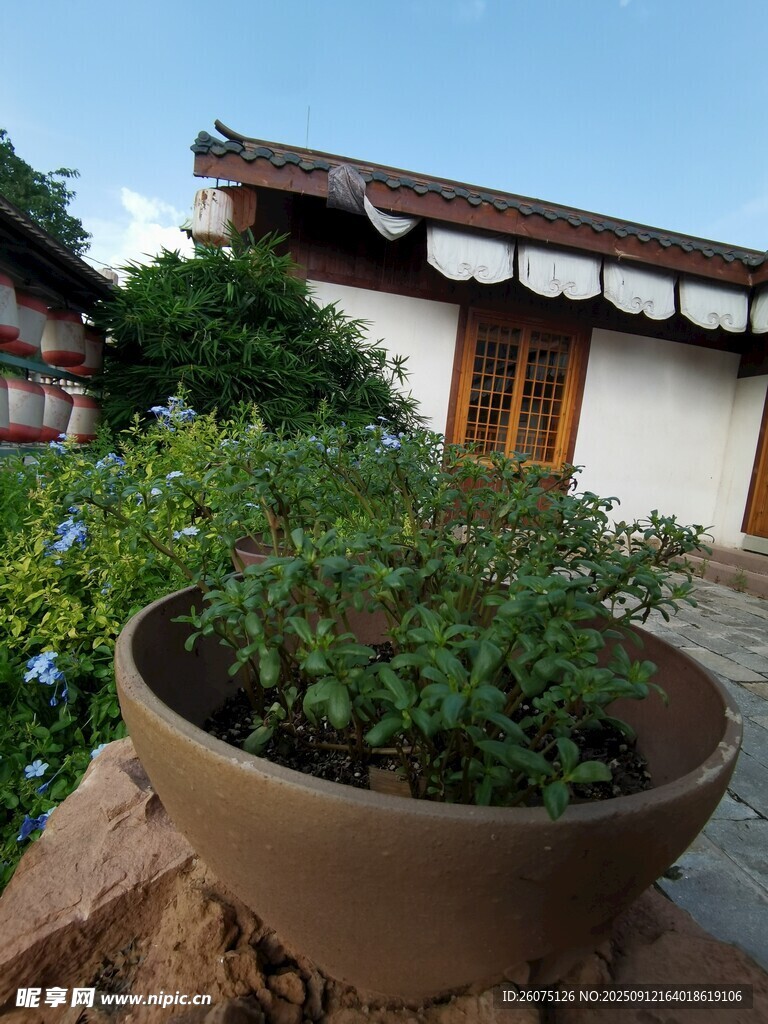 庭院陶盆綠植靜謐景致