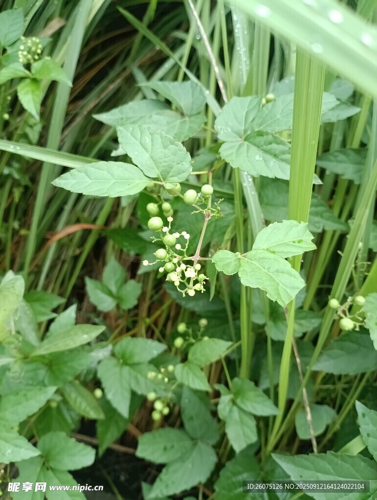 綠葉間的小果植物