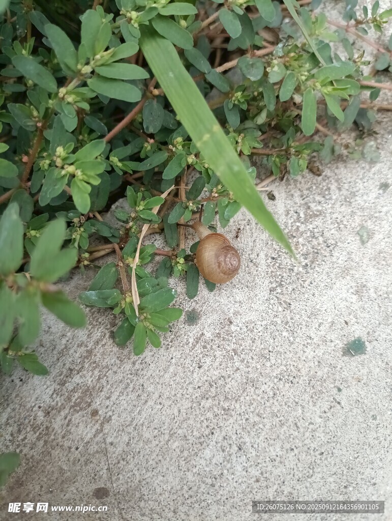 草叢中蝸牛