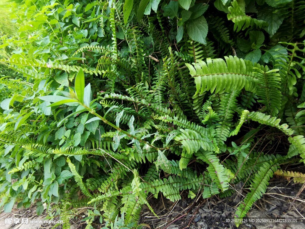 繁茂綠植展現(xiàn)自然生機