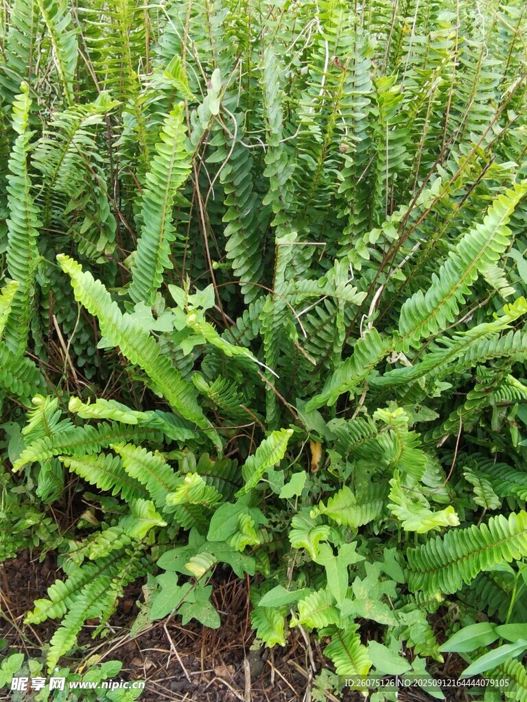 翠綠蕨類植物生機(jī)盎然