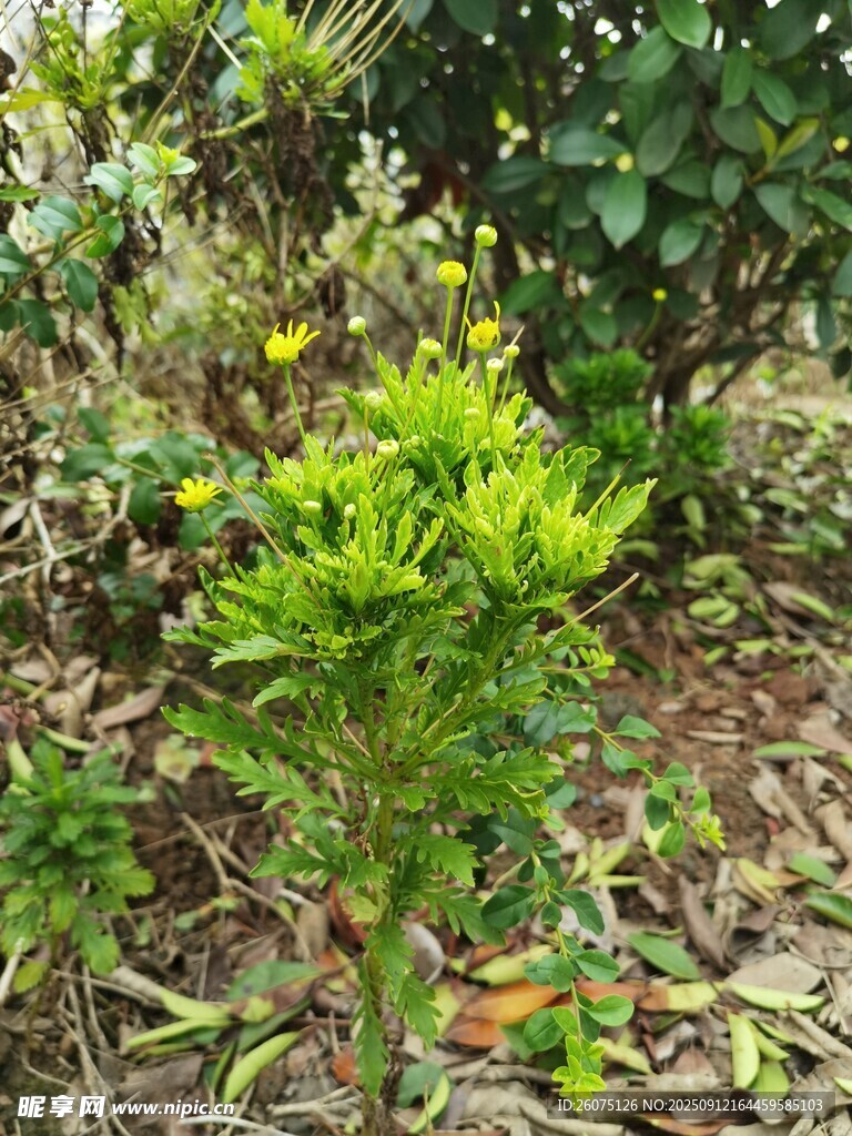 綠意盎然的戶外植物景象