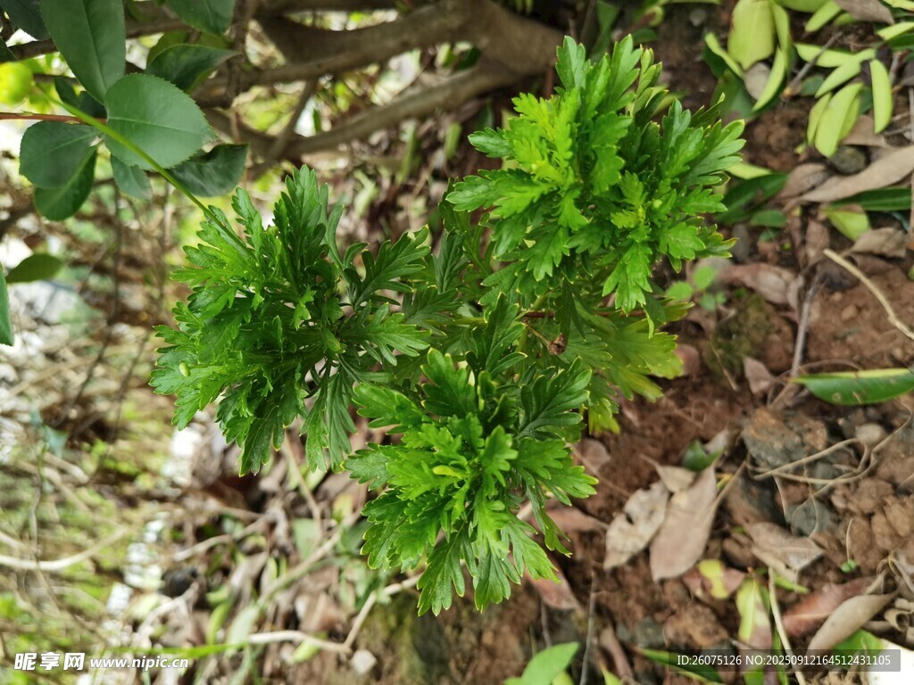 翠綠清新的地面綠植