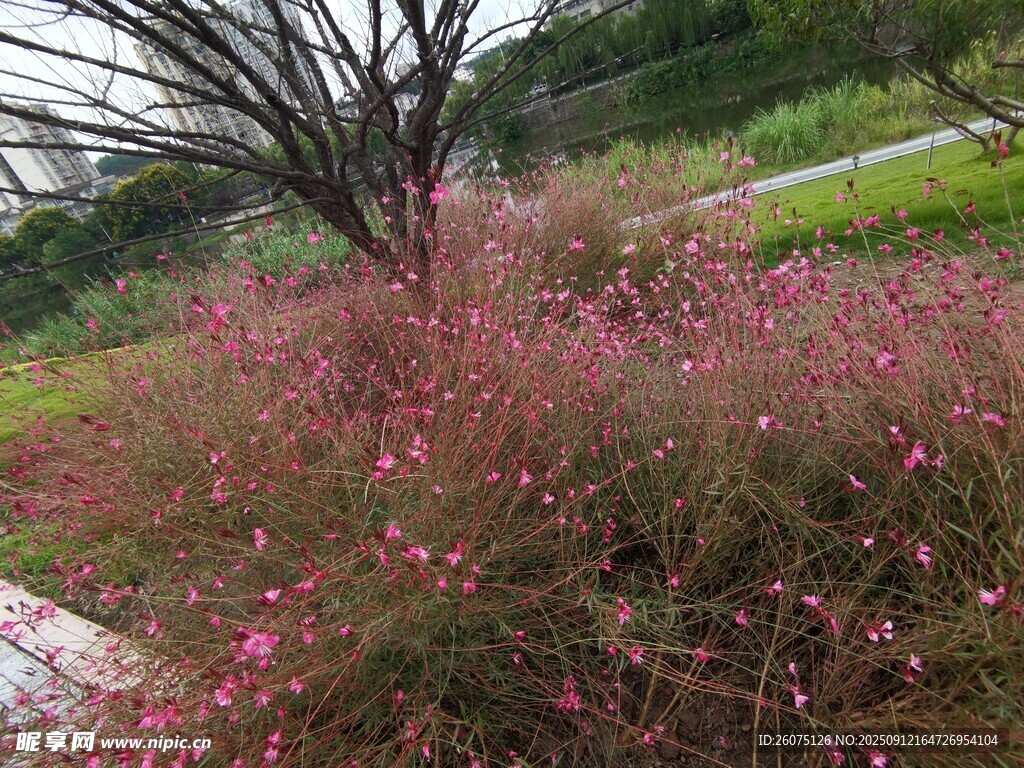 粉色花叢中的光禿樹(shù)木