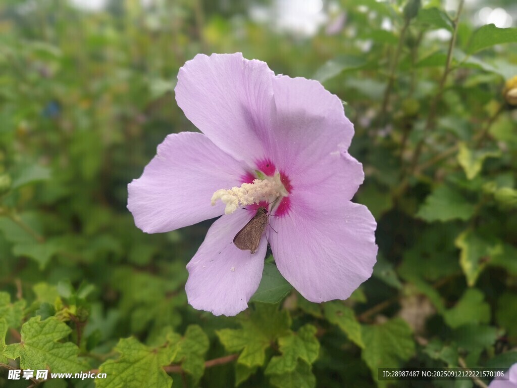木槿花