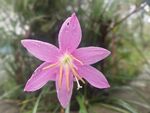 水仙花