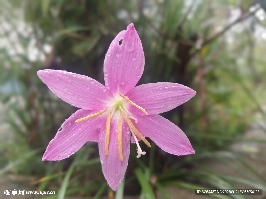 水仙花
