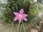 水仙花