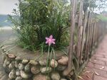 水仙花