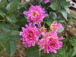嬌艷粉色月季花綻放