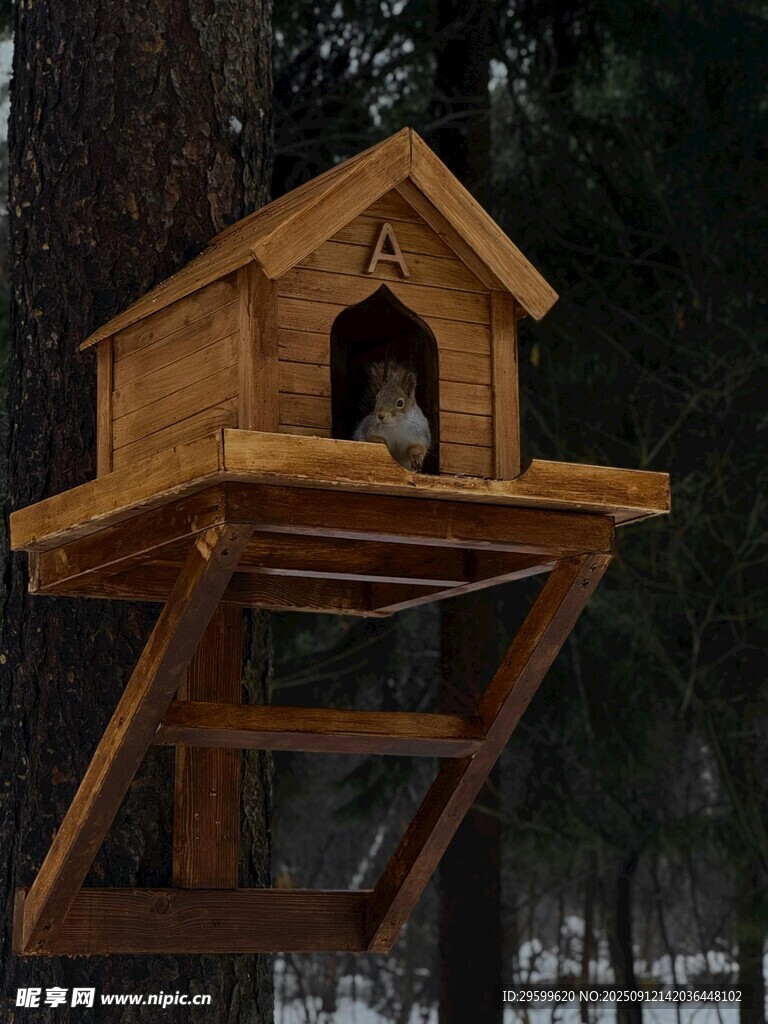 樹上木制鳥舍