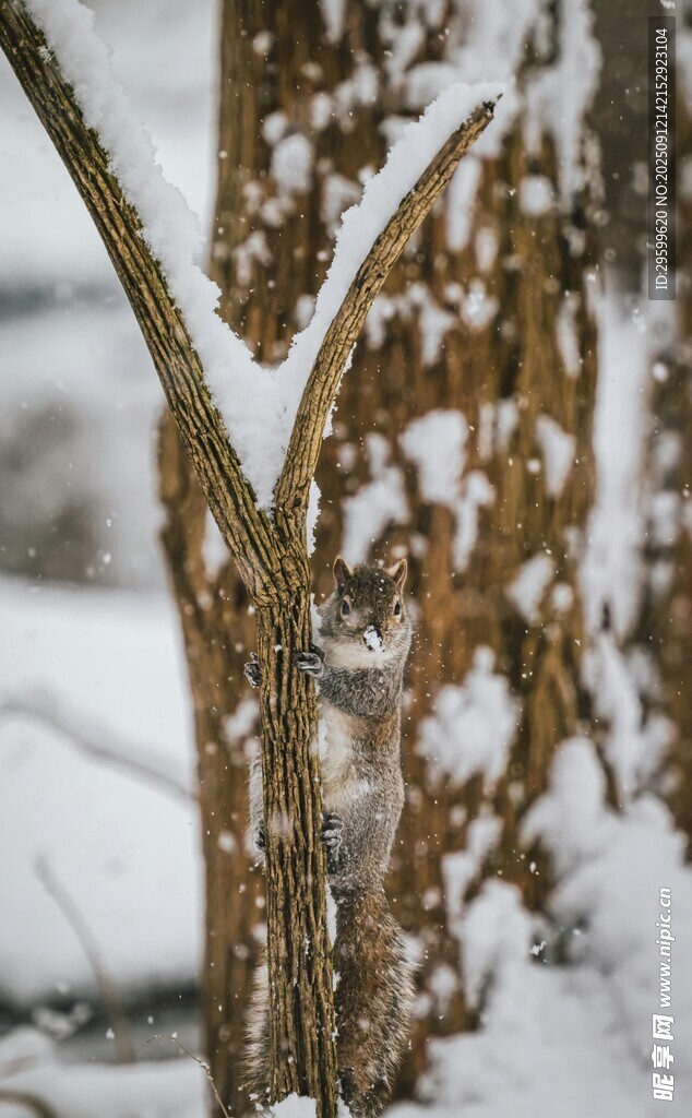 雪覆樹干的冬日景象