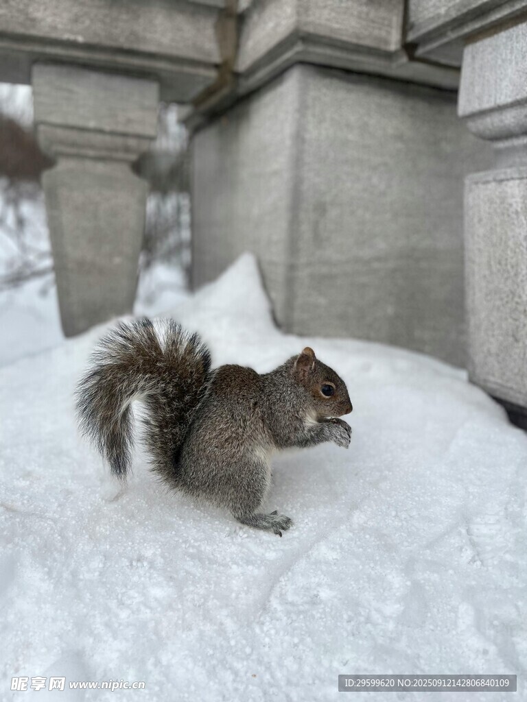 雪地中的覓食松鼠