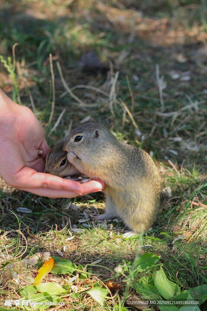 手喂可愛鼠類小動物