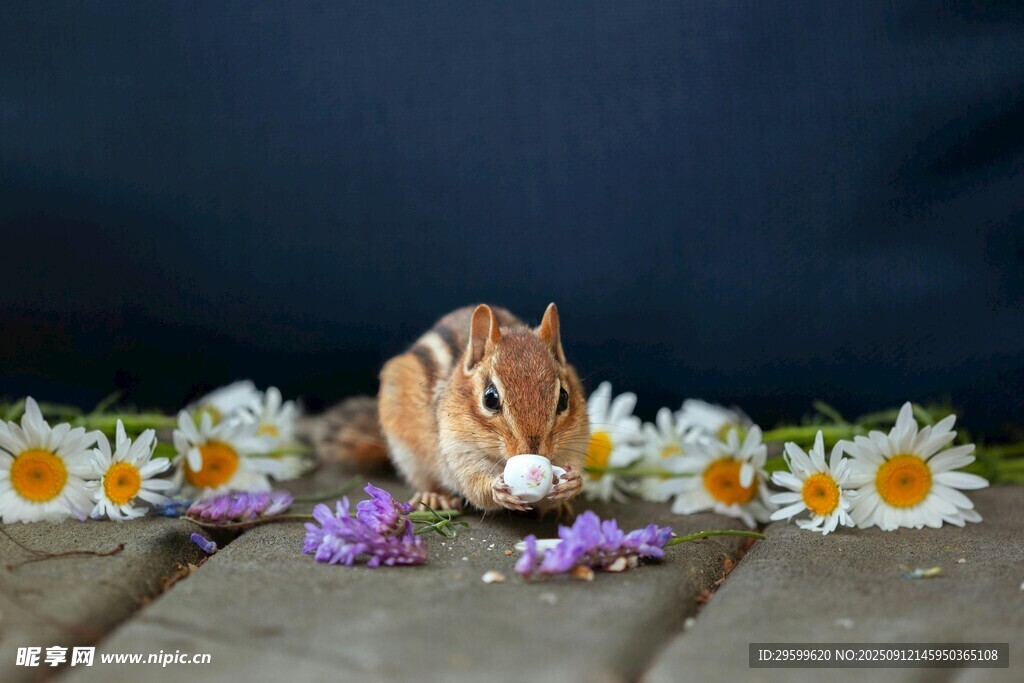 花旁松鼠