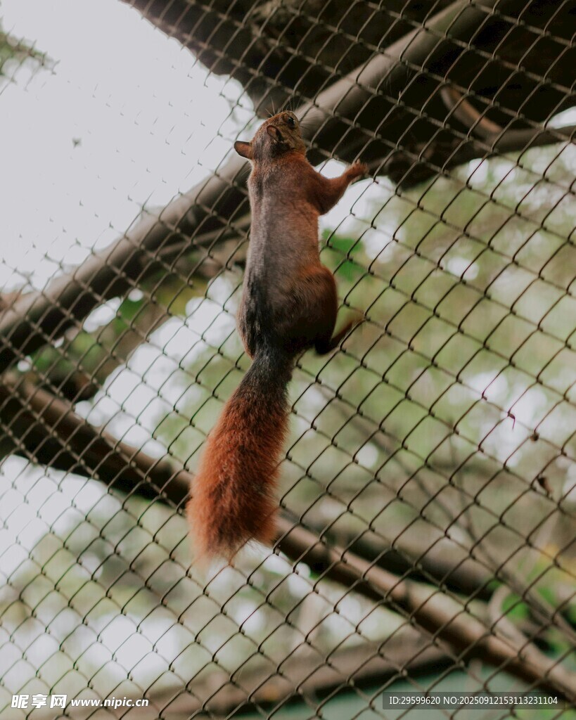 樹(shù)上松鼠 