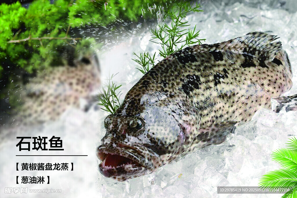 石斑魚