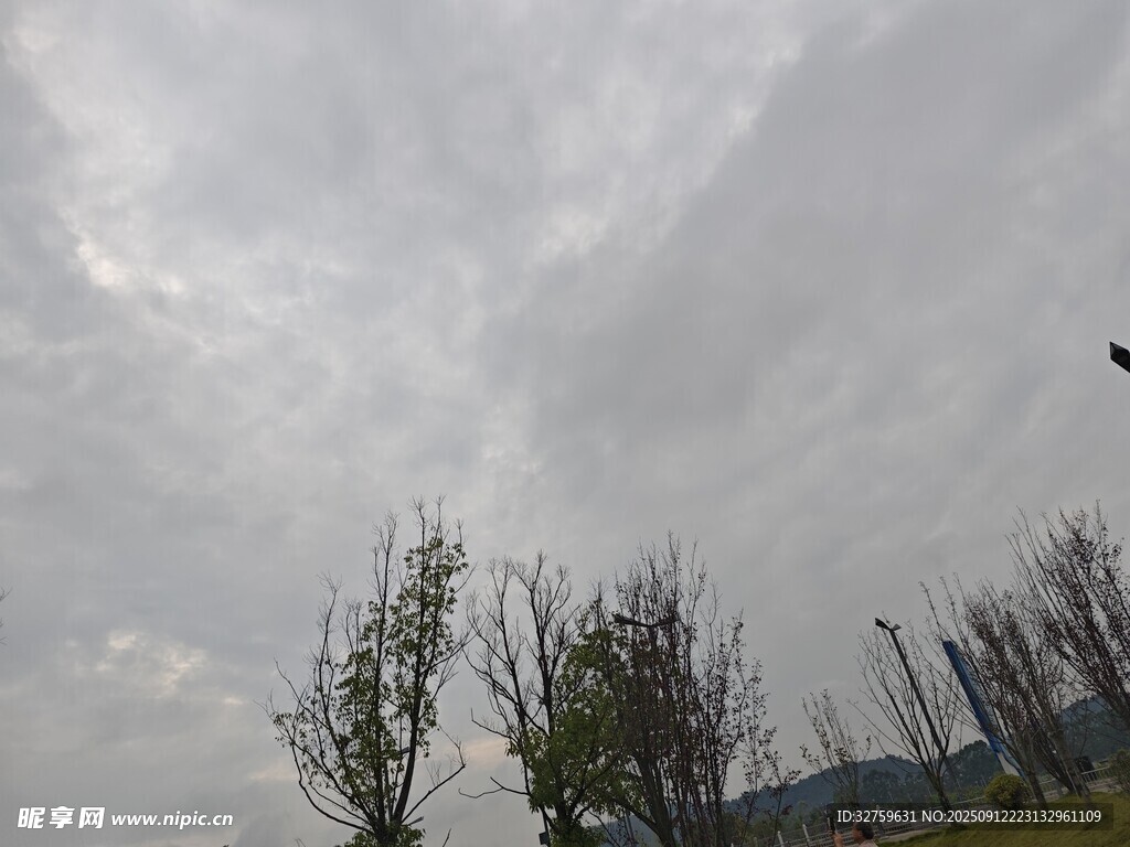陰天中樹木與飛鳥景象
