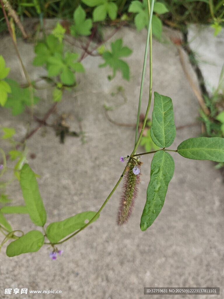 地面上的綠色藤蔓植物