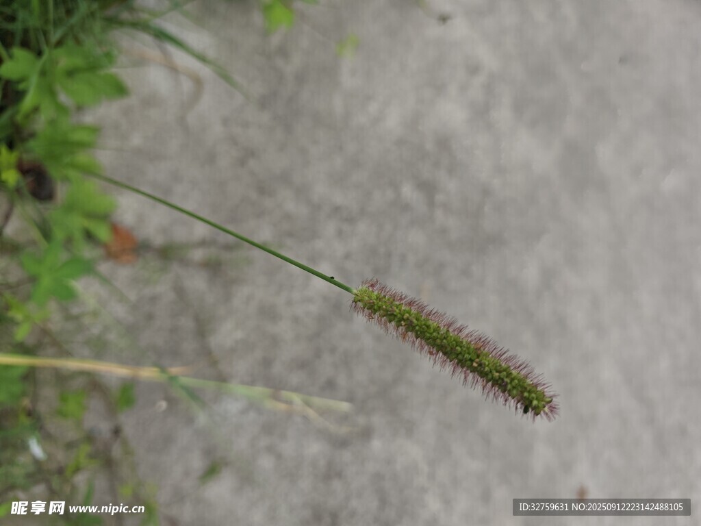 地面上的一株綠色植物