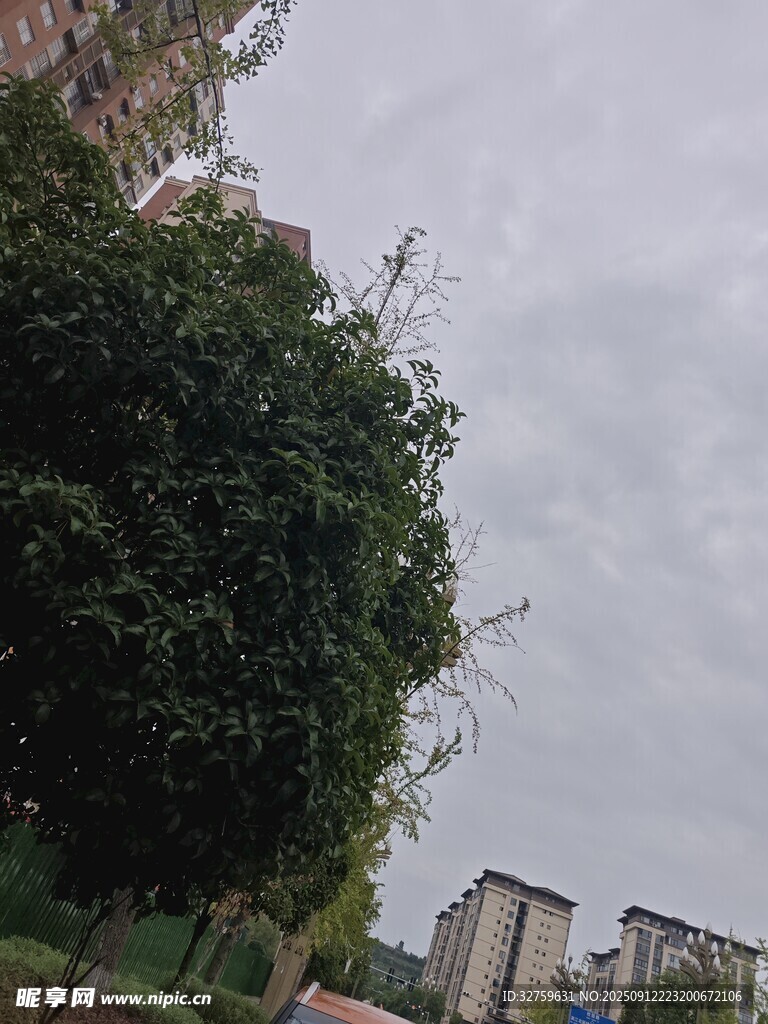 城市中茂盛的綠樹與建筑