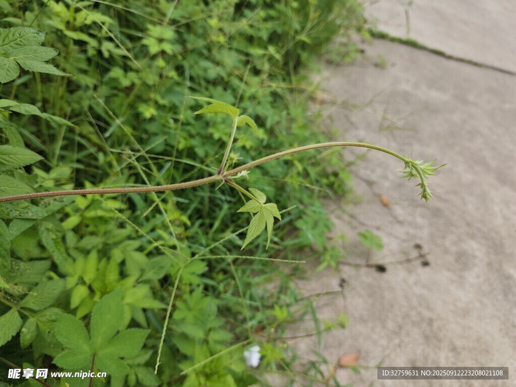 路邊繁茂的綠色雜草