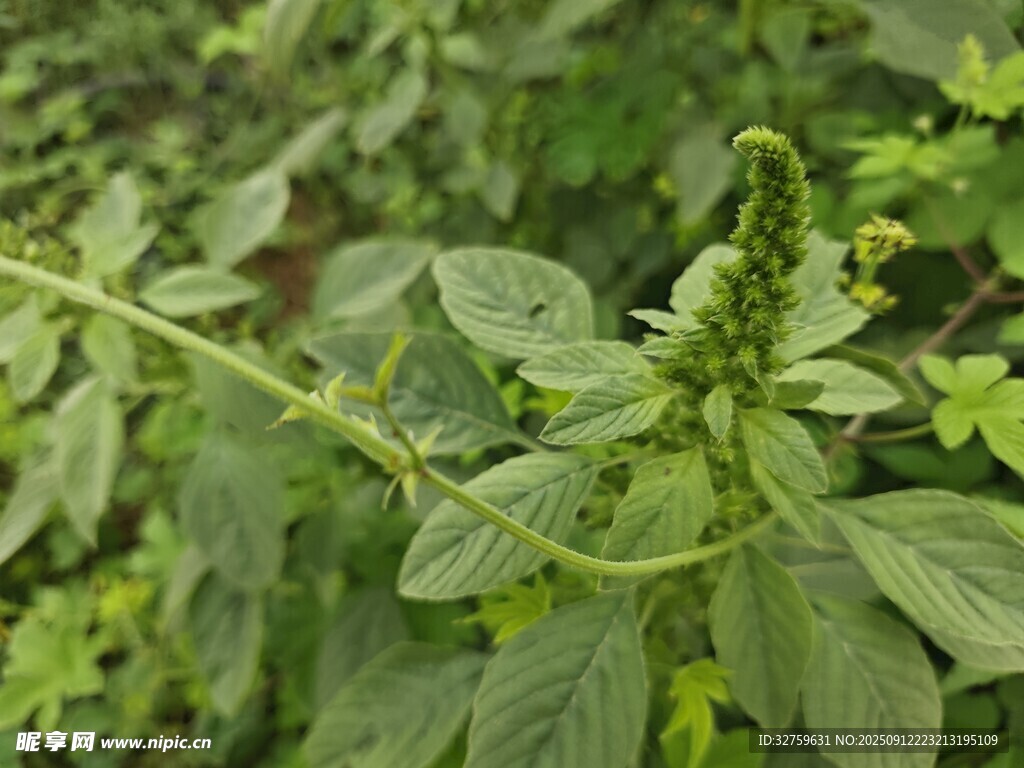 一株生長中的綠色植物