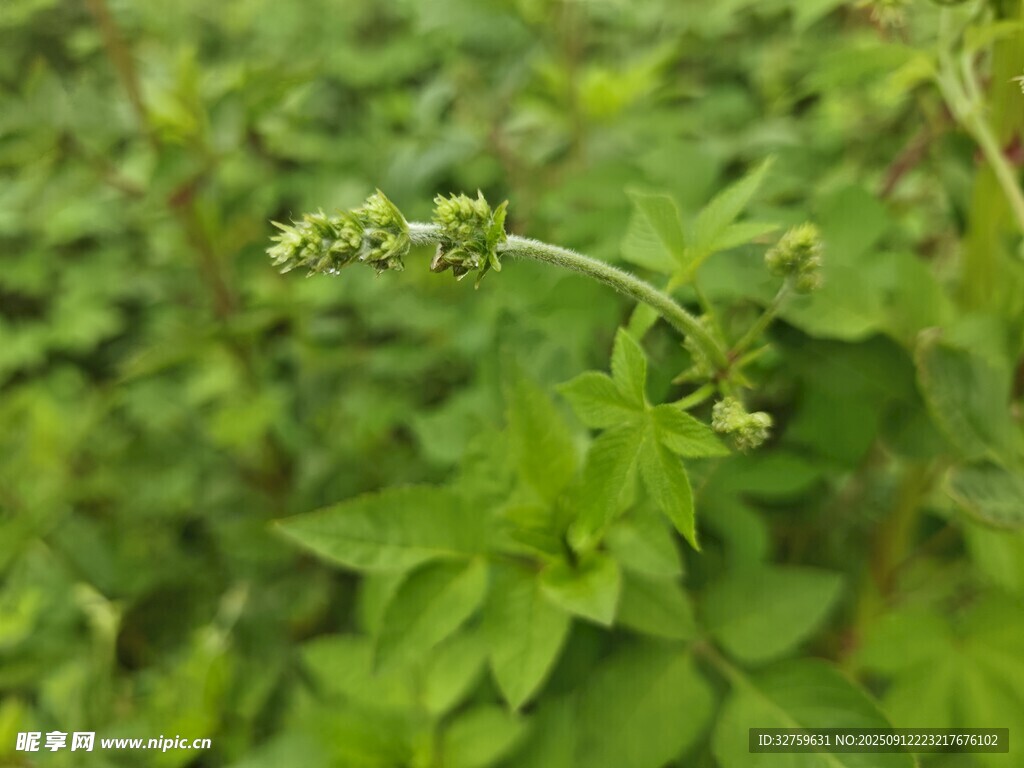 綠色植物上的小花苞