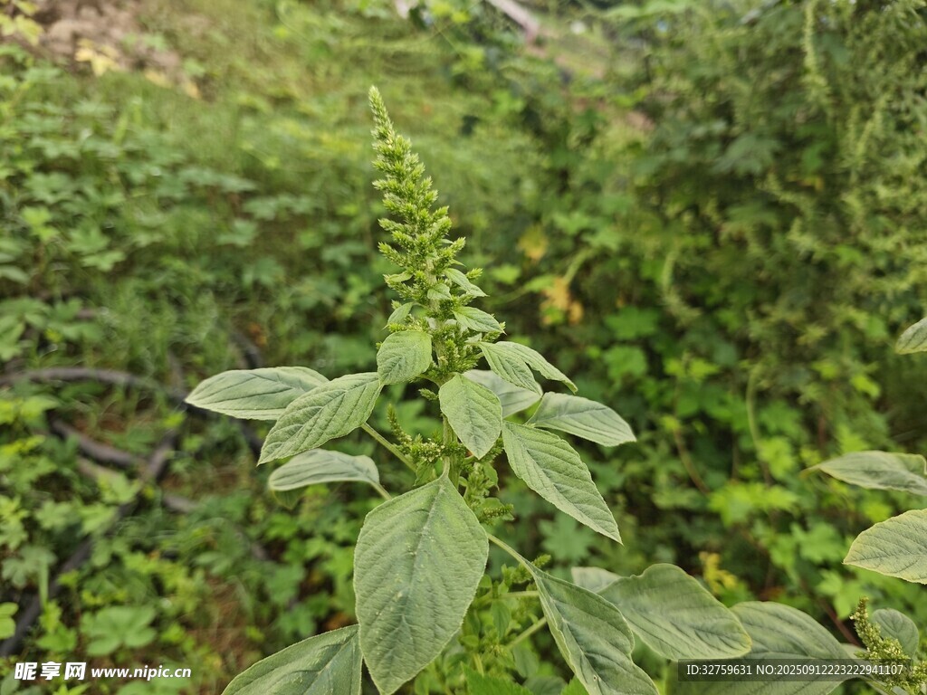 野外綠色植物景象